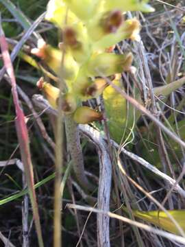 Image of Lachenalia longibracteata E. Phillips