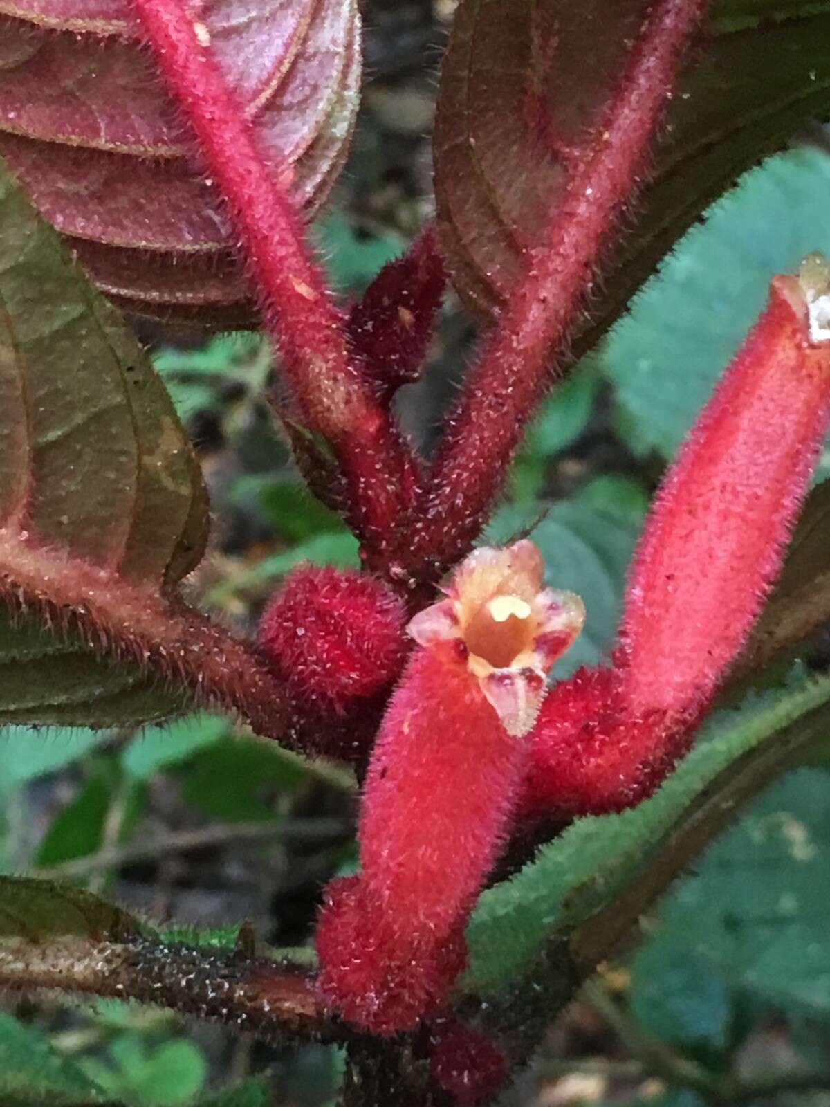 Image of Columnea inaequilatera Poepp.