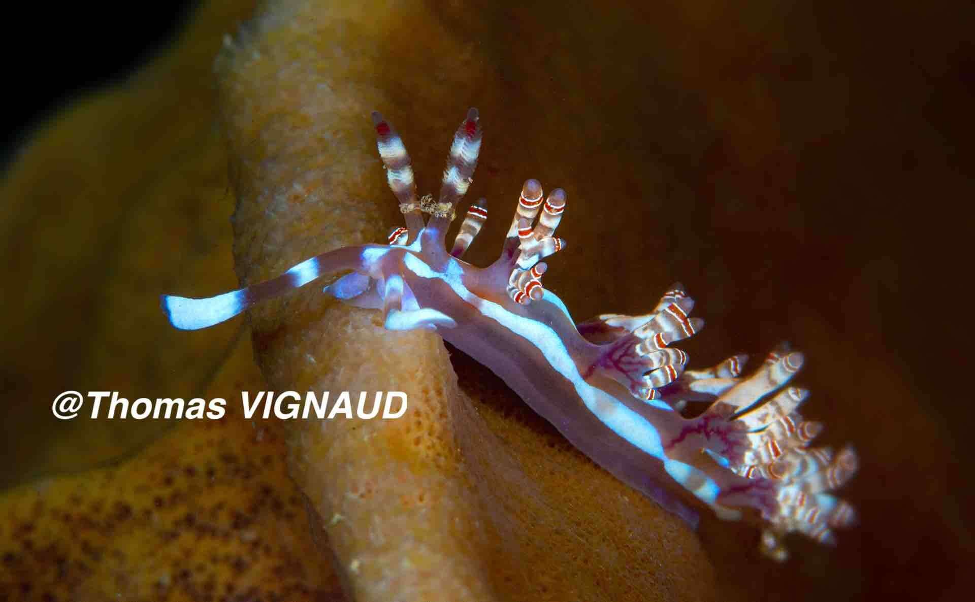 Image of Beautiful red-ring pastel slug