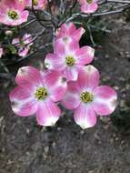 Image of Cornus florida var. florida