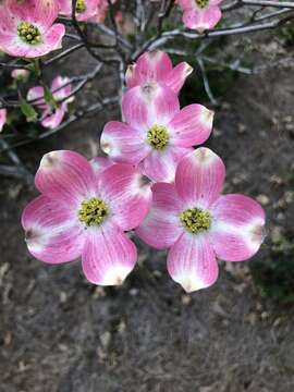 Plancia ëd Cornus florida var. florida