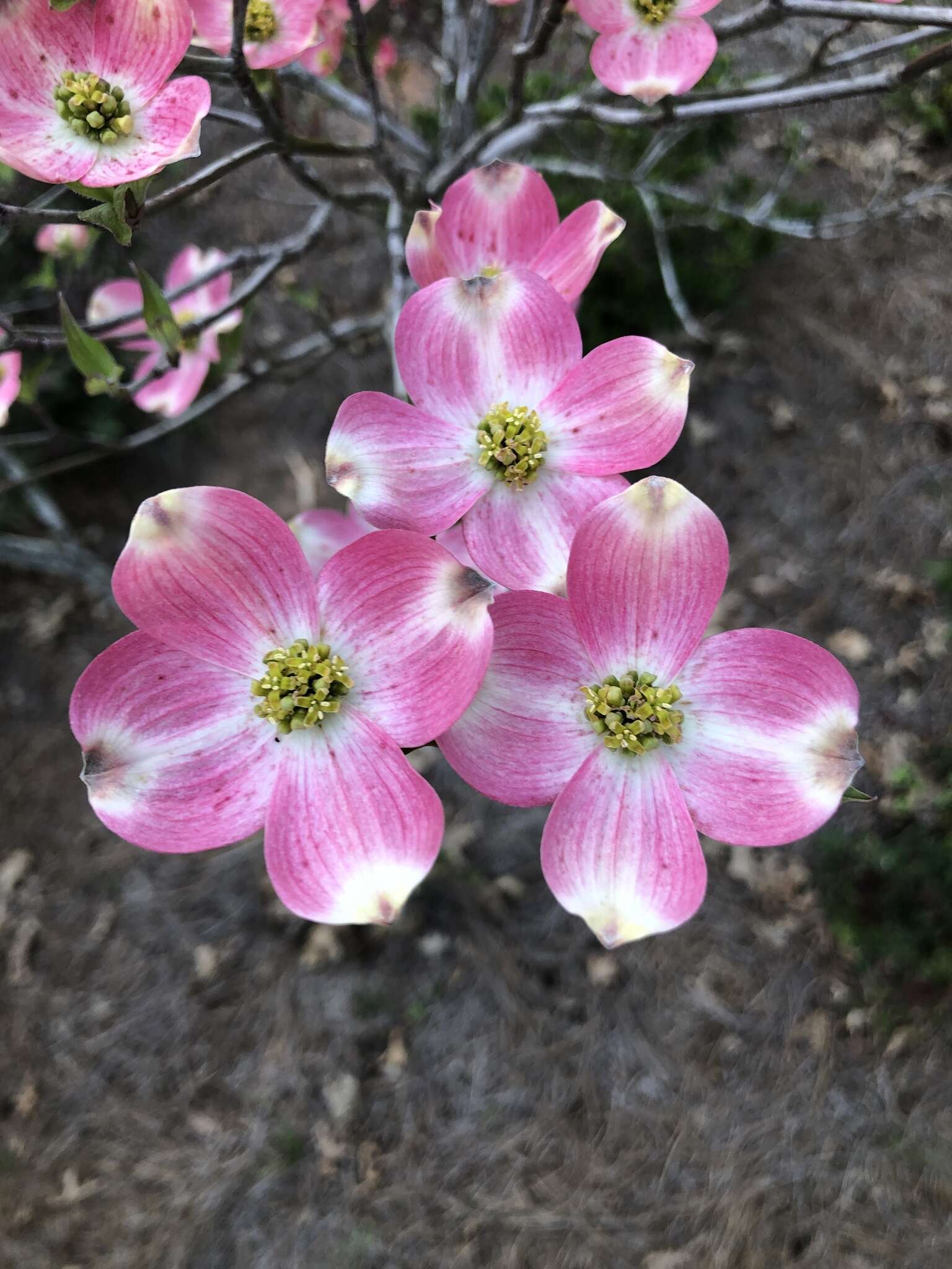 Image of Cornus florida var. florida