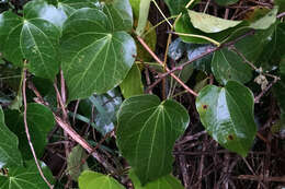 Imagem de Sarcopetalum harveyanum F. Müll.