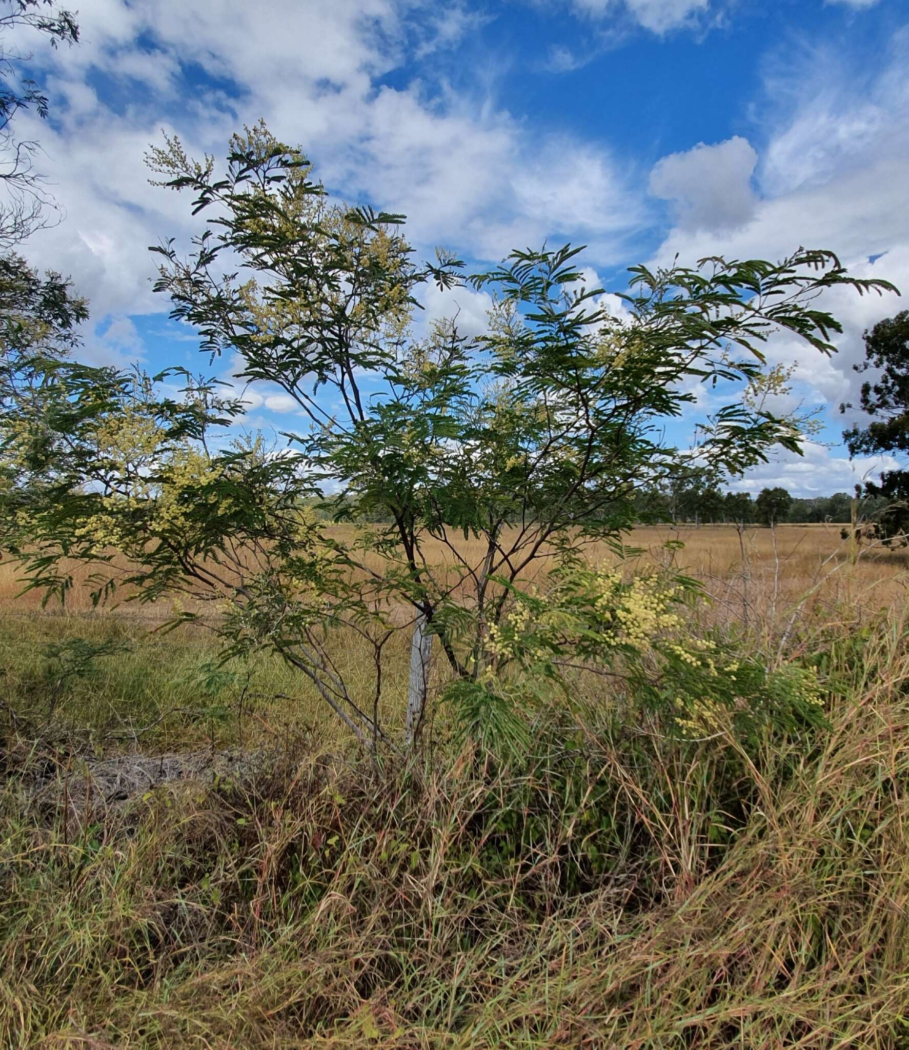 Sivun Acacia glaucocarpa Maiden & Blakely kuva