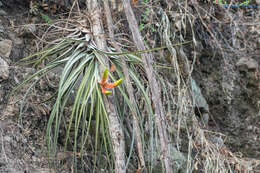 Image of Tillandsia grossispicata Espejo, López-Ferr. & W. Till