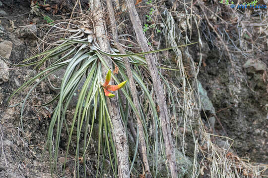 Image of Tillandsia grossispicata Espejo, López-Ferr. & W. Till