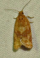 Image of Pine-tube Moth