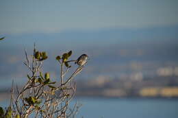 Image of Coastal California gnatcatcher