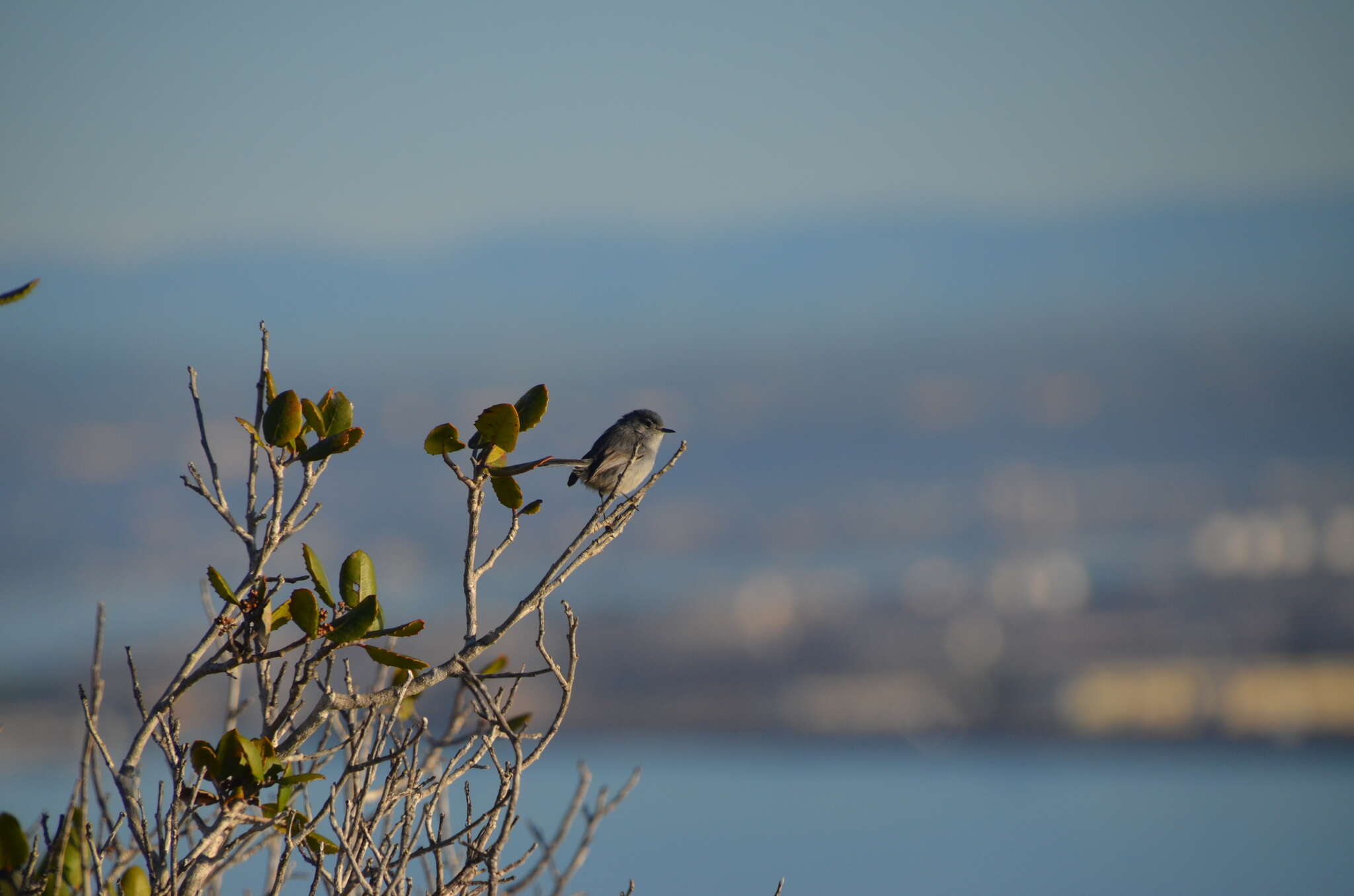 Image of Coastal California gnatcatcher