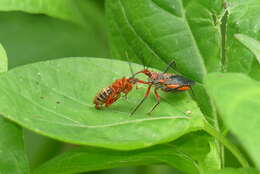 Image of Rhynocoris mendicus (Stål 1867)