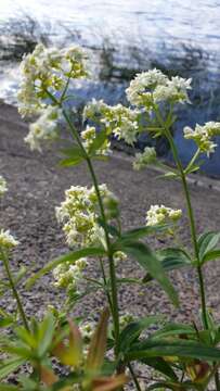 Plancia ëd Galium rubioides L.