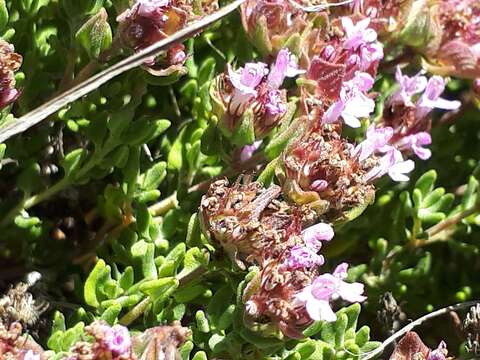 Image of Camphor Thyme