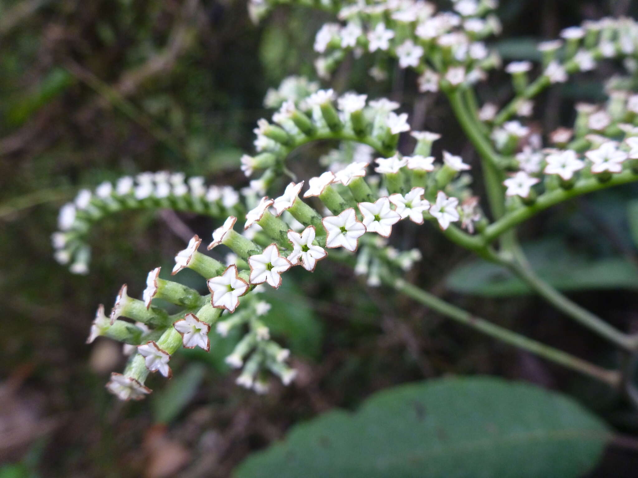 Imagem de Tournefortia pubescens Hook. fil.