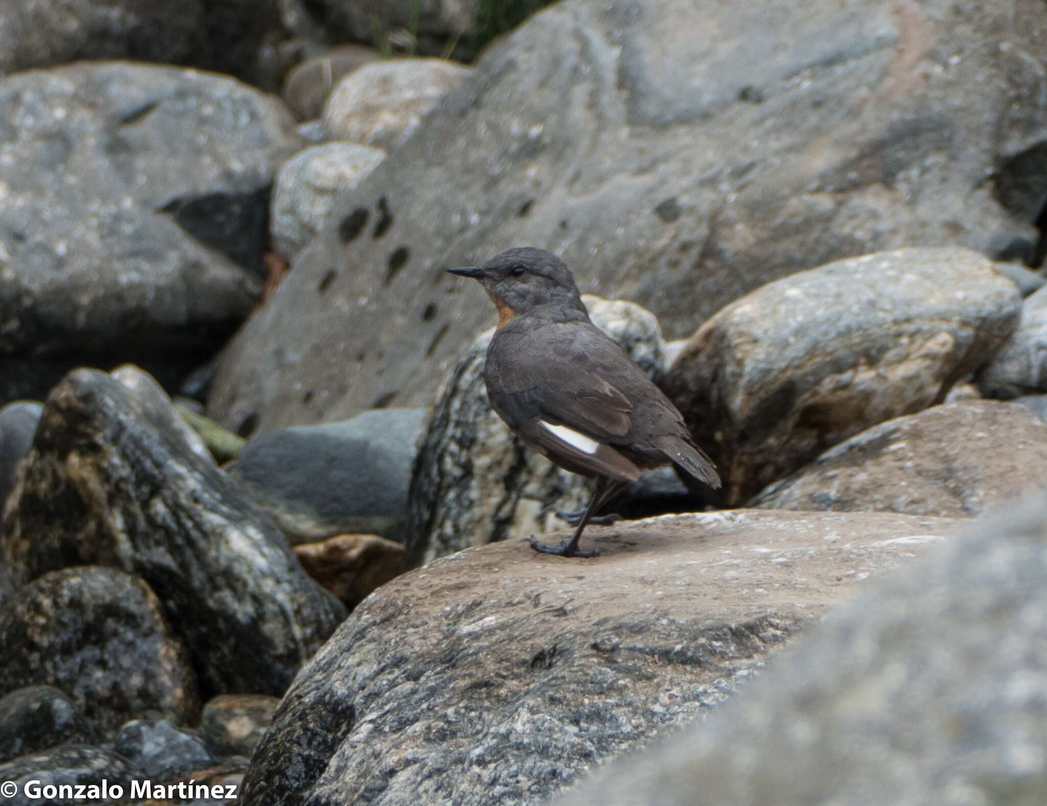 Image of Rufous-throated Dipper