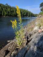 Plancia ëd Solidago pallida (Porter) Rydb.