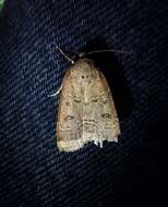 صورة Abagrotis alternata Grote 1864