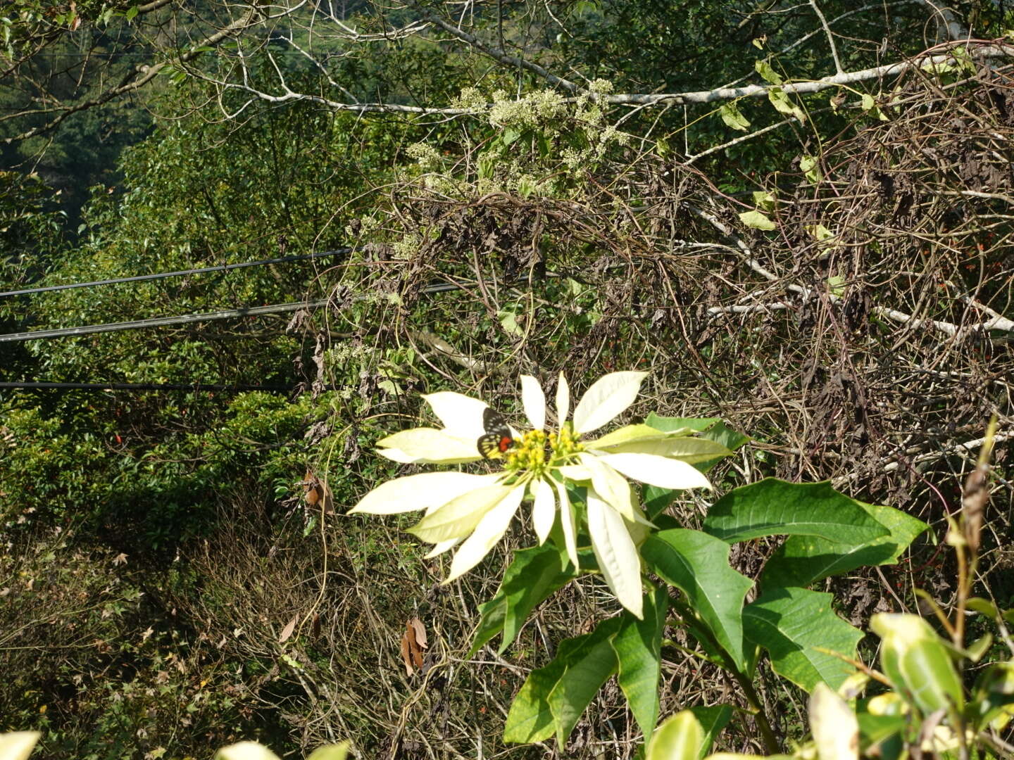 Image of Delias pasithoe (Linnaeus 1758)