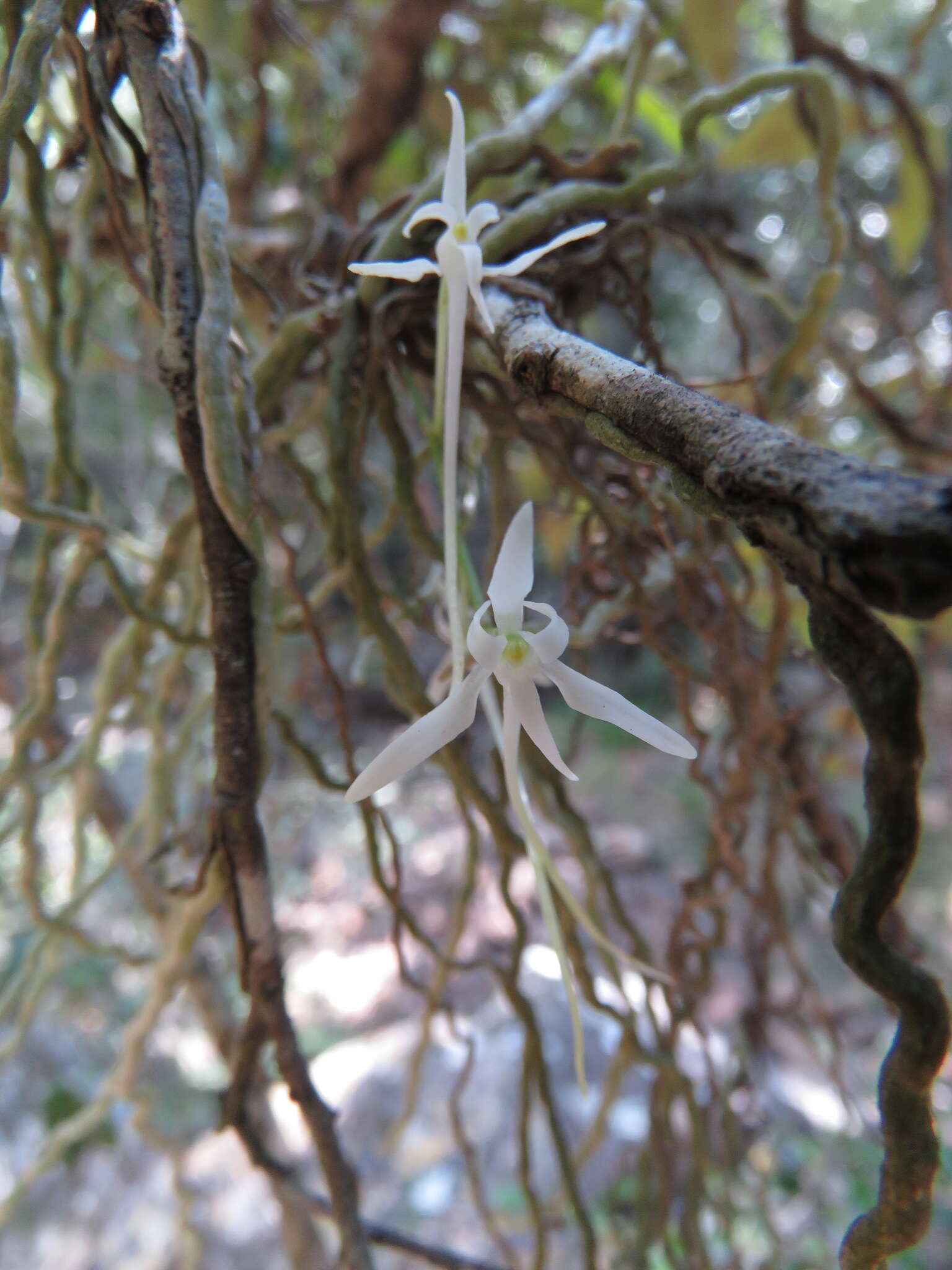 Image of Mystacidium capense (L. fil.) Schltr.