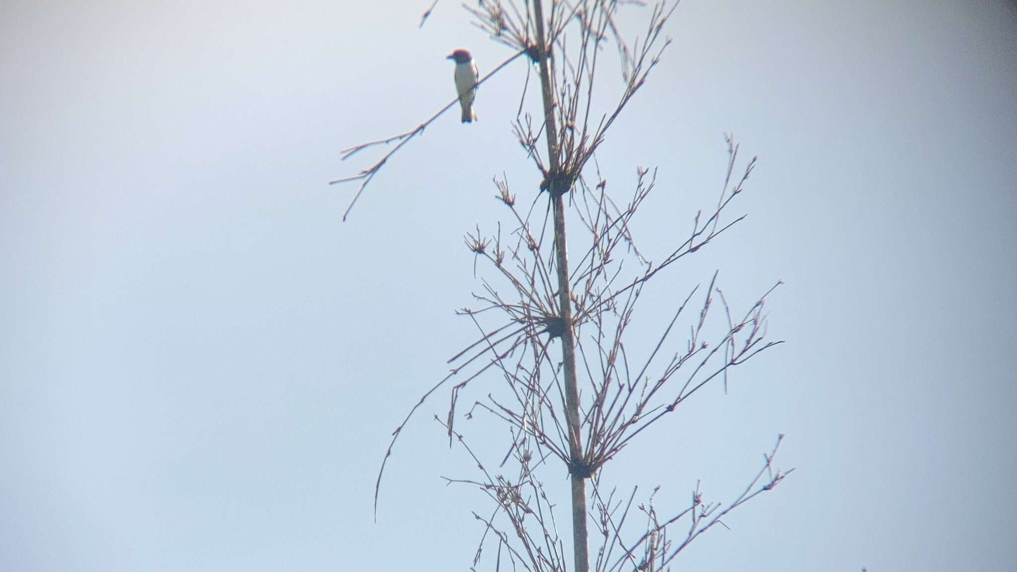 Image of Ivory-backed Woodswallow