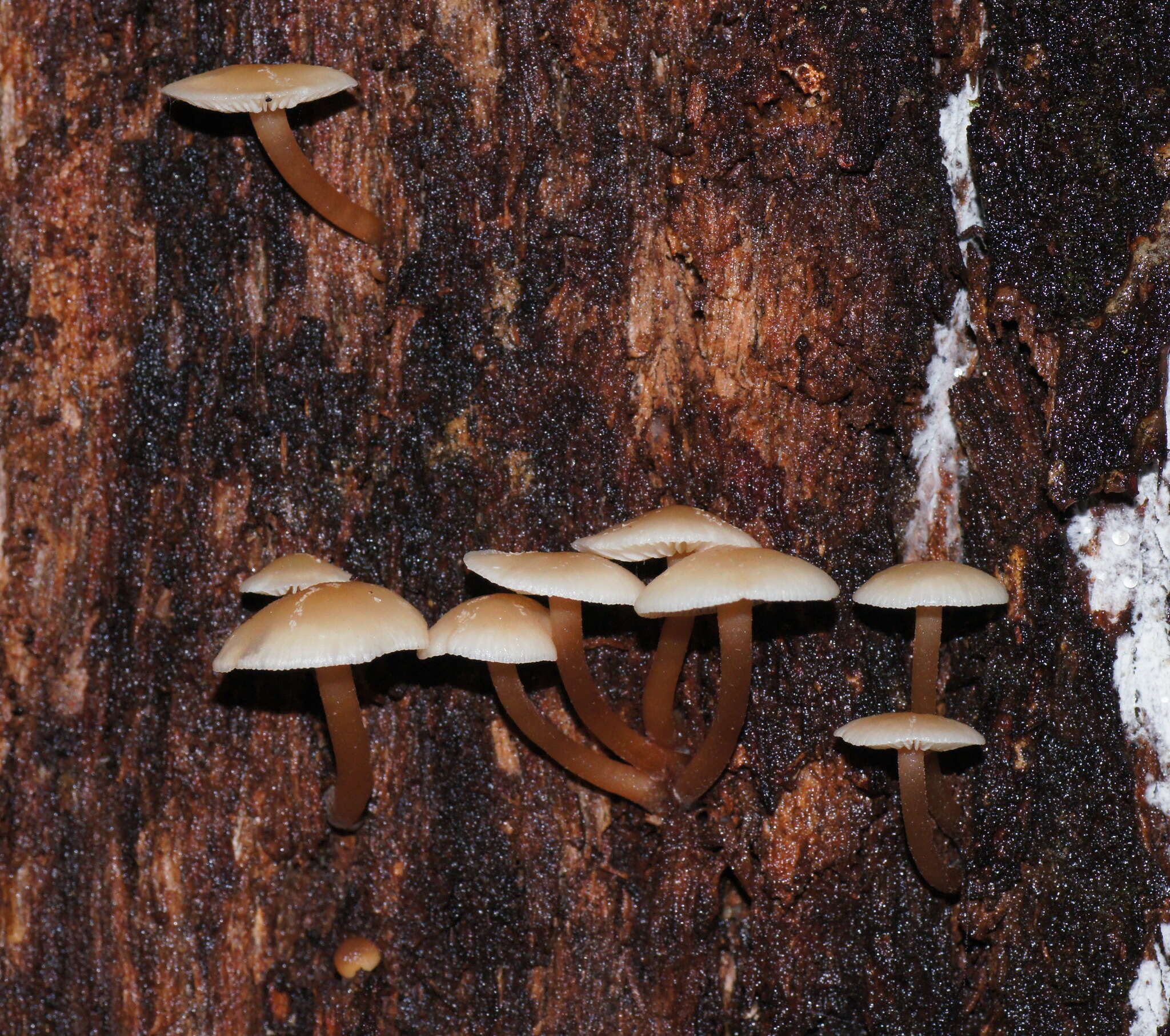 Image of Collybia eucalyptorum Cleland 1931