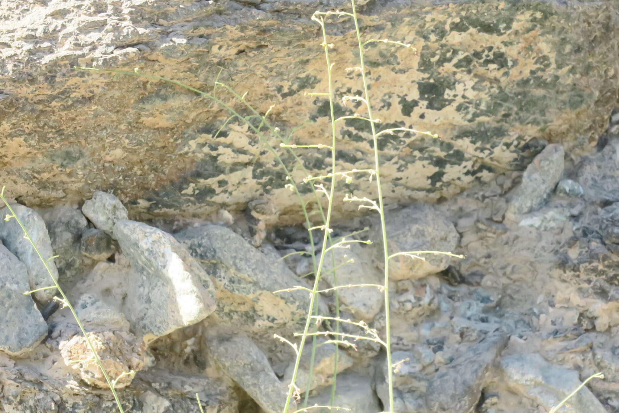 Image of Scrophularia deserti Del.