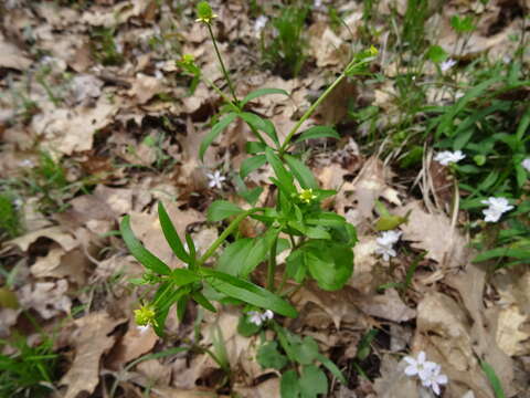 Imagem de Ranunculus abortivus L.