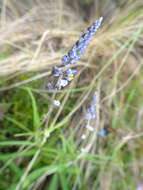 Image of blue pygmyflower