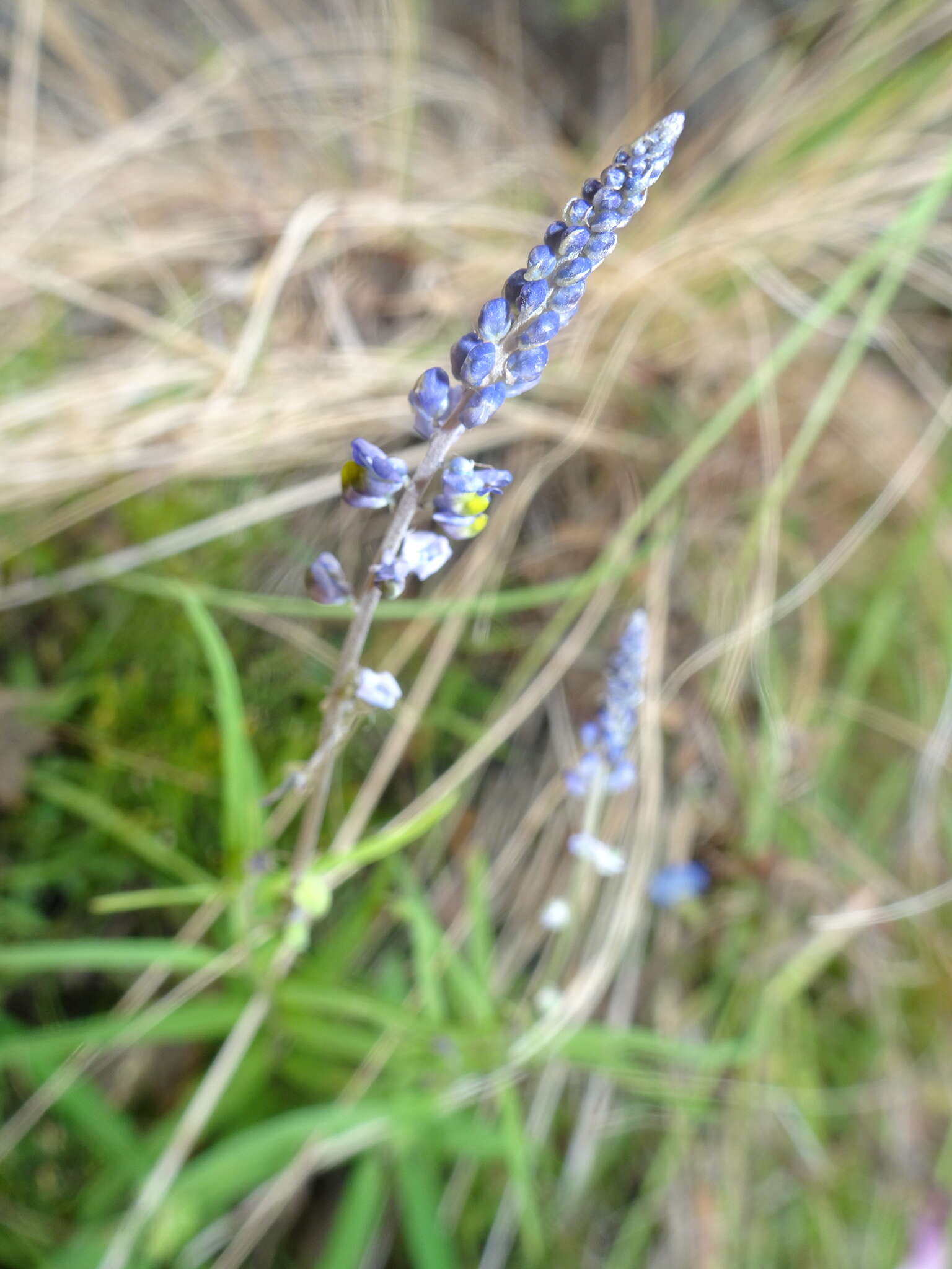 Image of blue pygmyflower