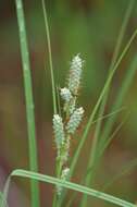 Image of Warty Sedge