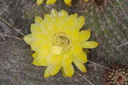 Image of Echinopsis huascha (F. A. C. Weber) H. Friedrich & G. D. Rowley