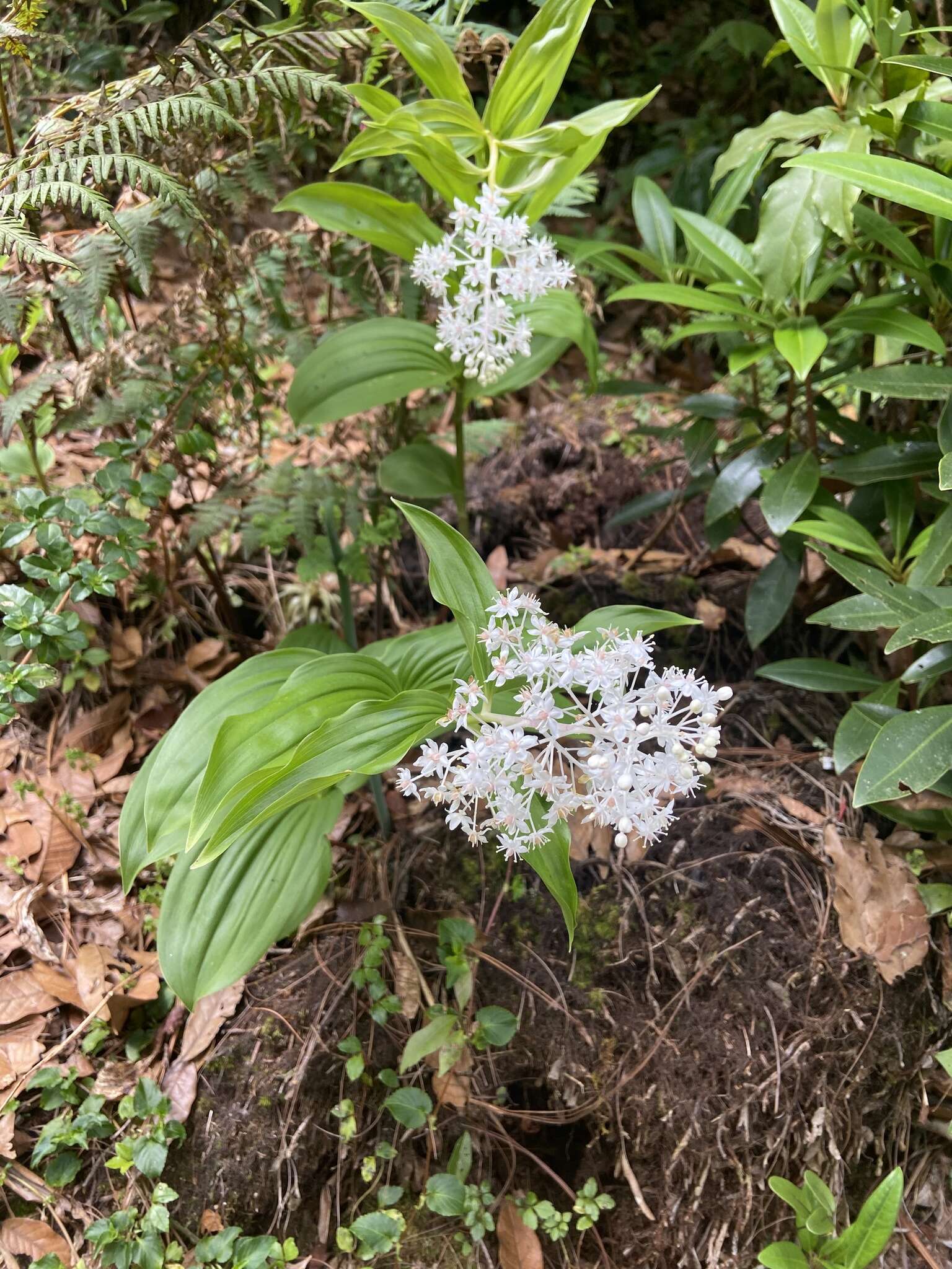 Image de Maianthemum paniculatum (M. Martens & Galeotti) La Frankie