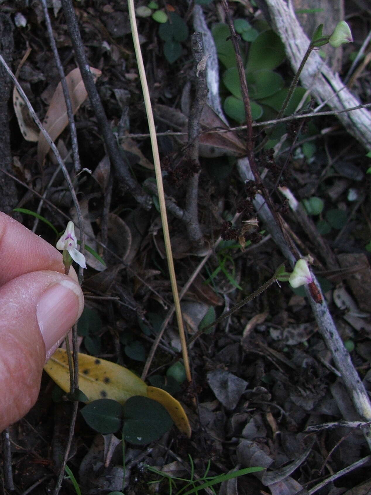 Disperis macowanii Bolus的圖片