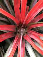 Fascicularia bicolor subsp. bicolor的圖片