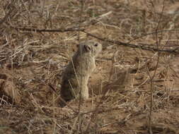 Image of Indian Desert Gerbil