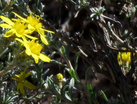 Image of Oedera humilis (Less.) N. G. Bergh