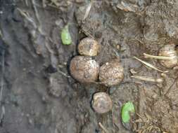 Imagem de Geastrum floriforme Vittad. 1842