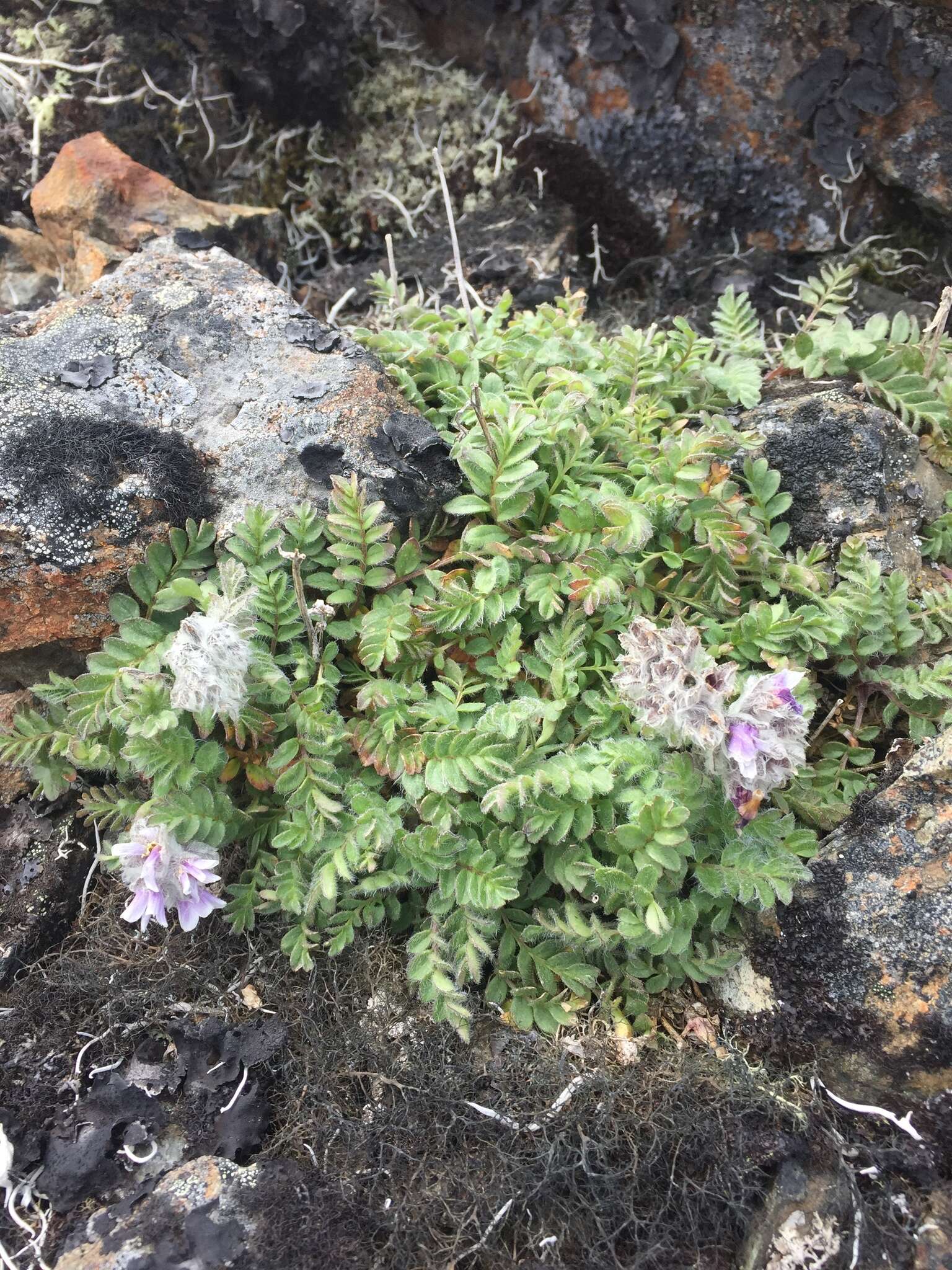 Image of Polemonium villosissimum (Hultén) D. F. Murray & Elven