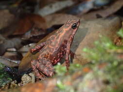 Image of Cayenne Stubfoot Toad