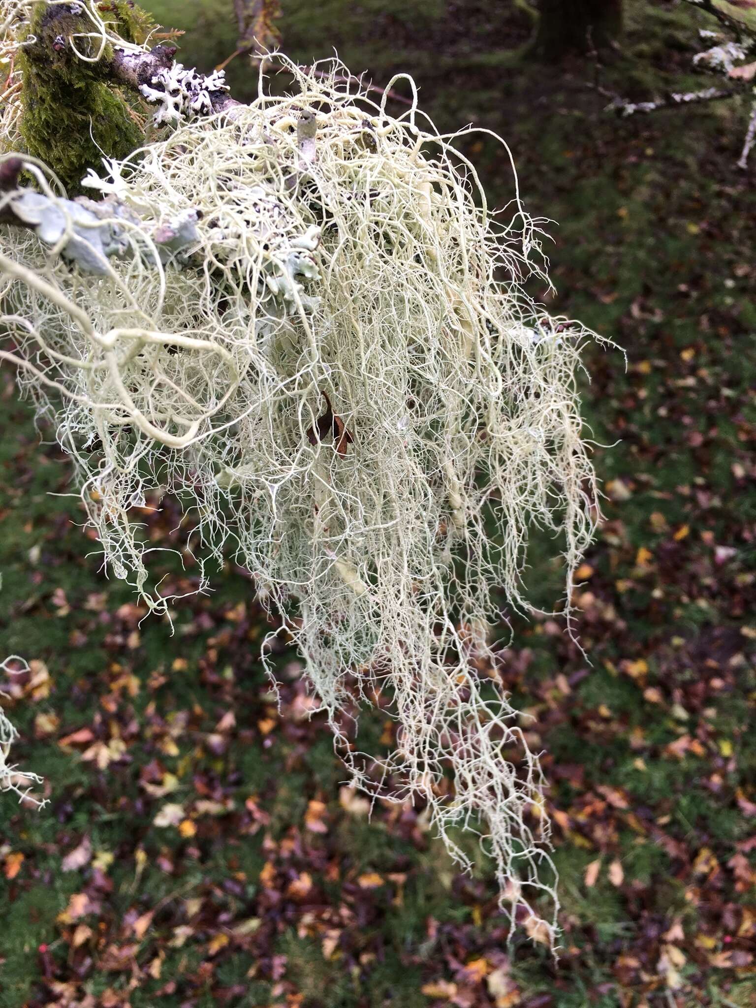 Image of string-of-sausages lichen