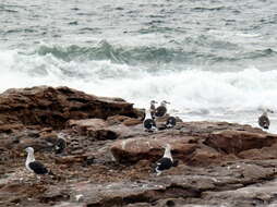 Image of Larus dominicanus vetula Bruch 1855