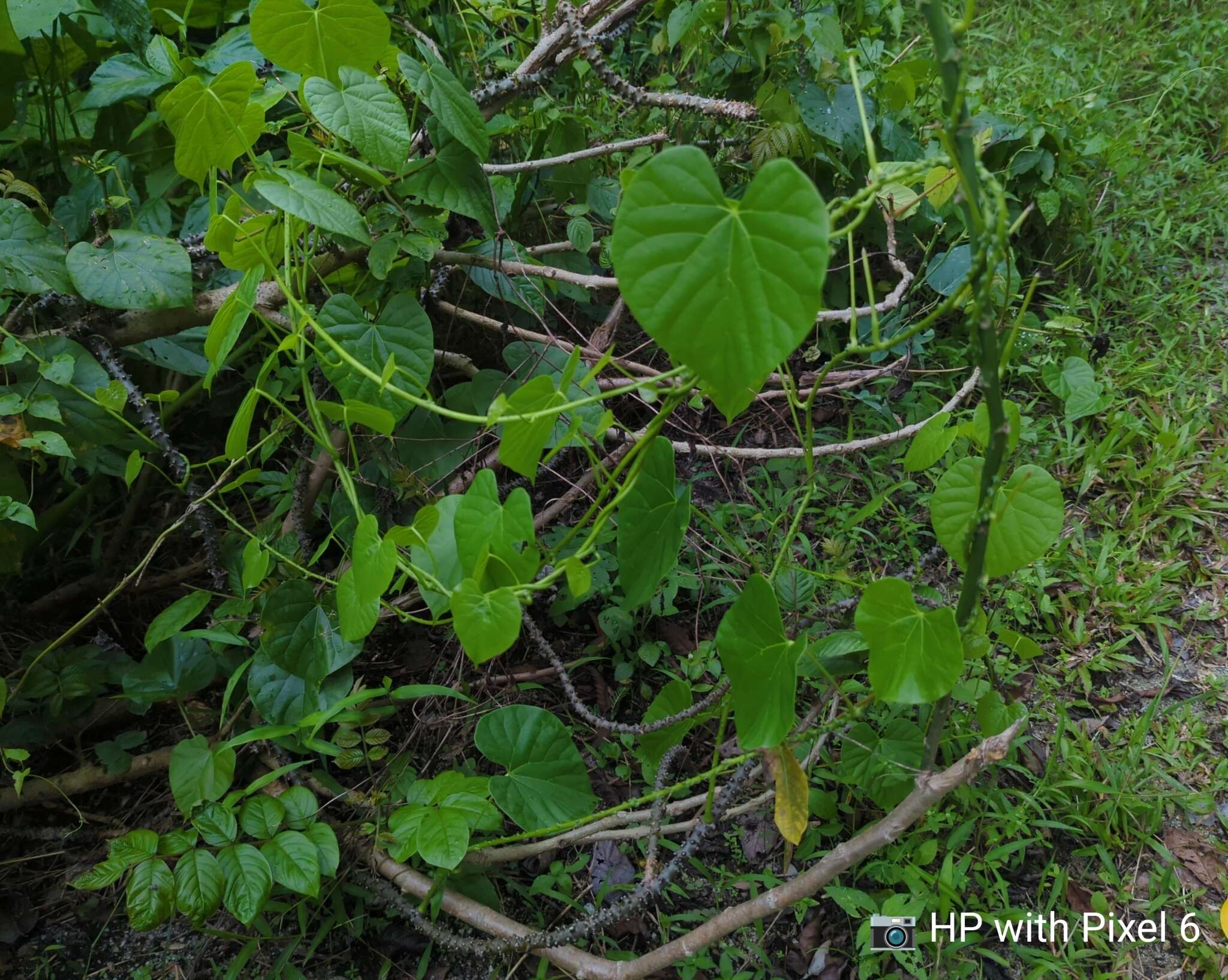 Image of Tinospora crispa (L.) Miers ex Hook. fil. & Thoms.