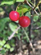 Plancia ëd Prunus munsoniana W. F. Wight & Hedrick