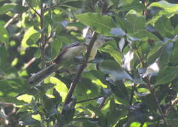 Image of Rufous-winged Antwren