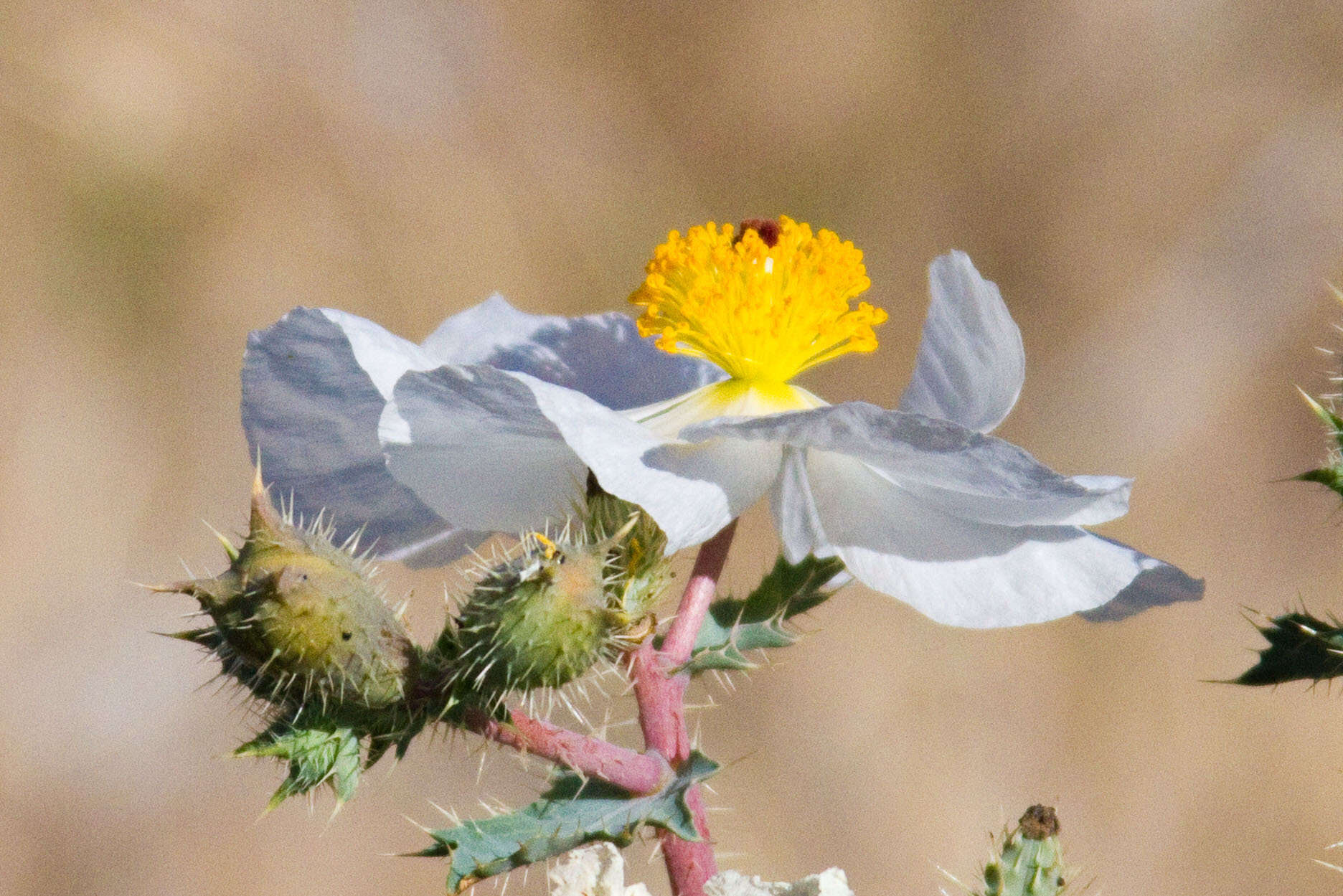 Image of Mojave pricklypoppy