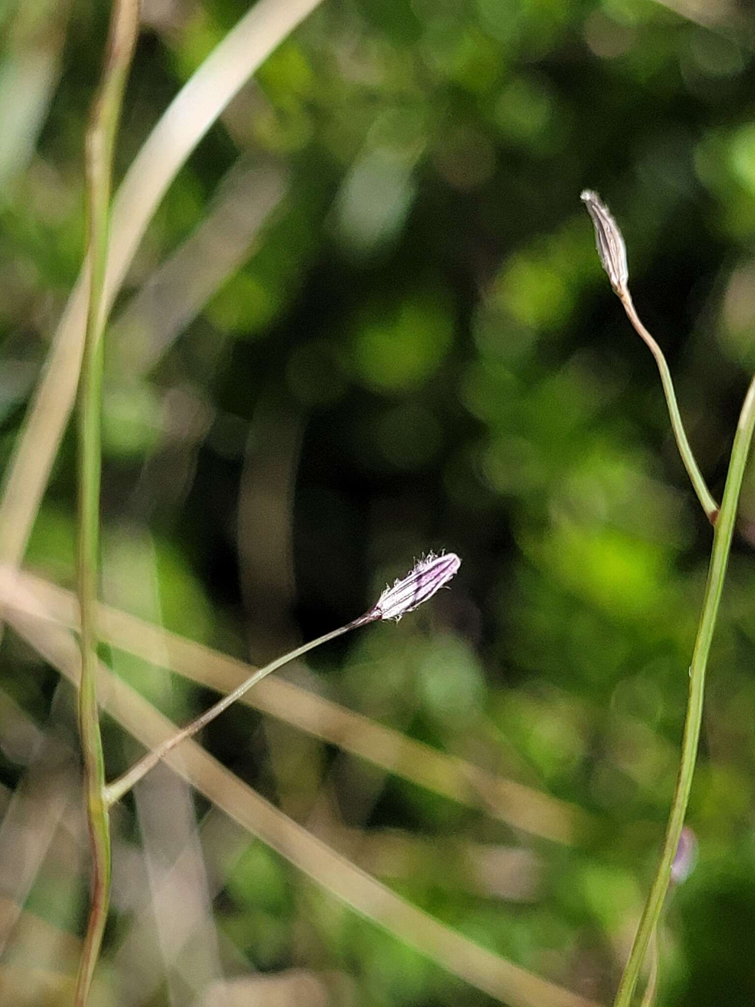 Image of Digitaria porrecta S. T. Blake