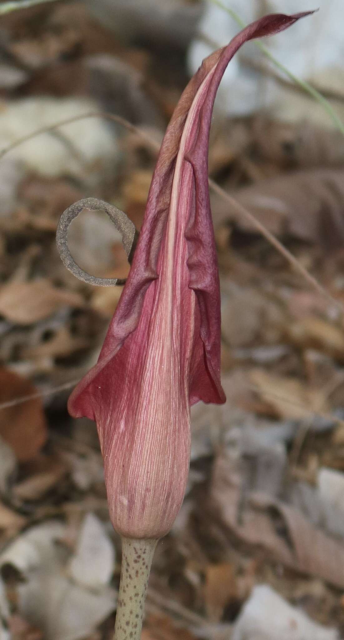 Amorphophallus commutatus (Schott) Engl. resmi