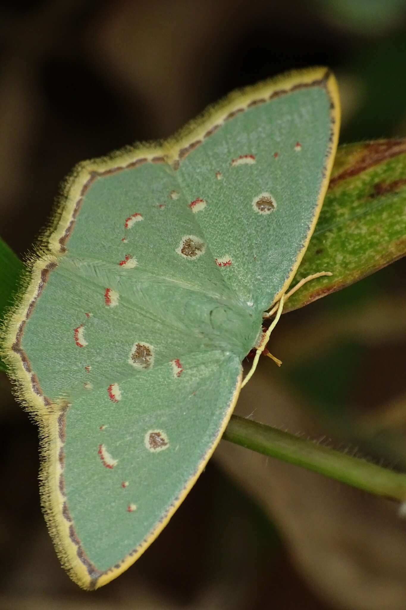 Plancia ëd Comostola meritaria Walker 1861