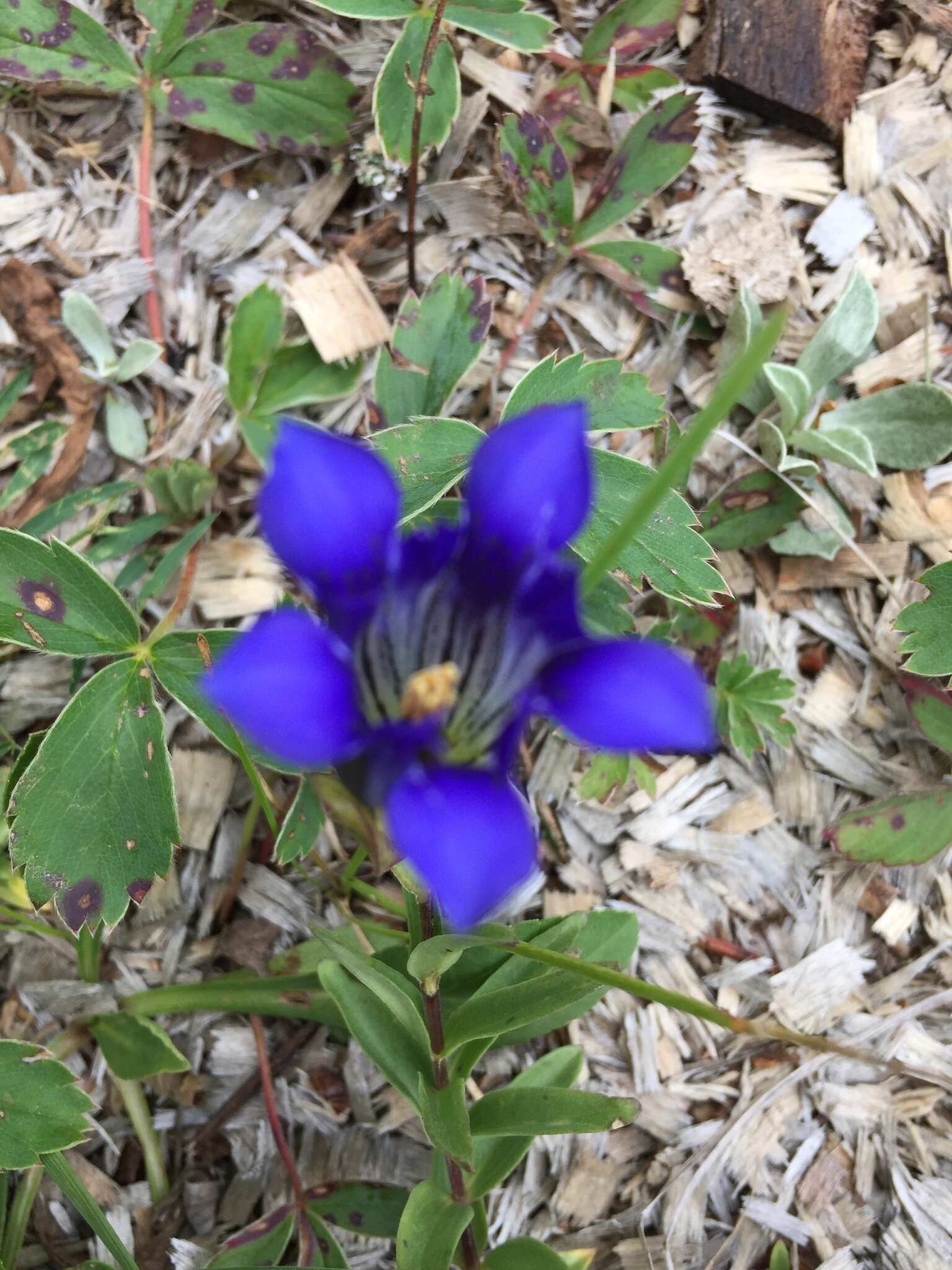 Image of Parry's gentian