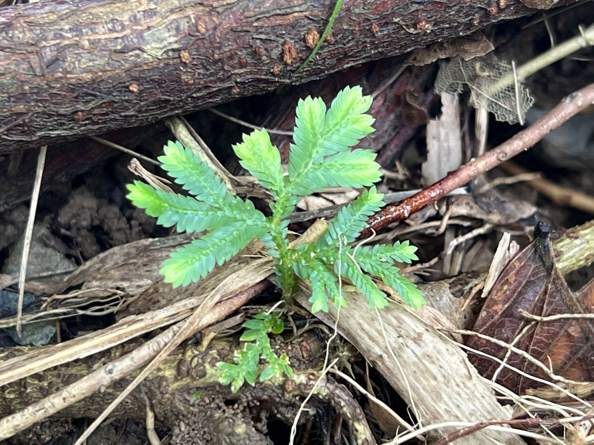 Image of Willdenow's spikemoss