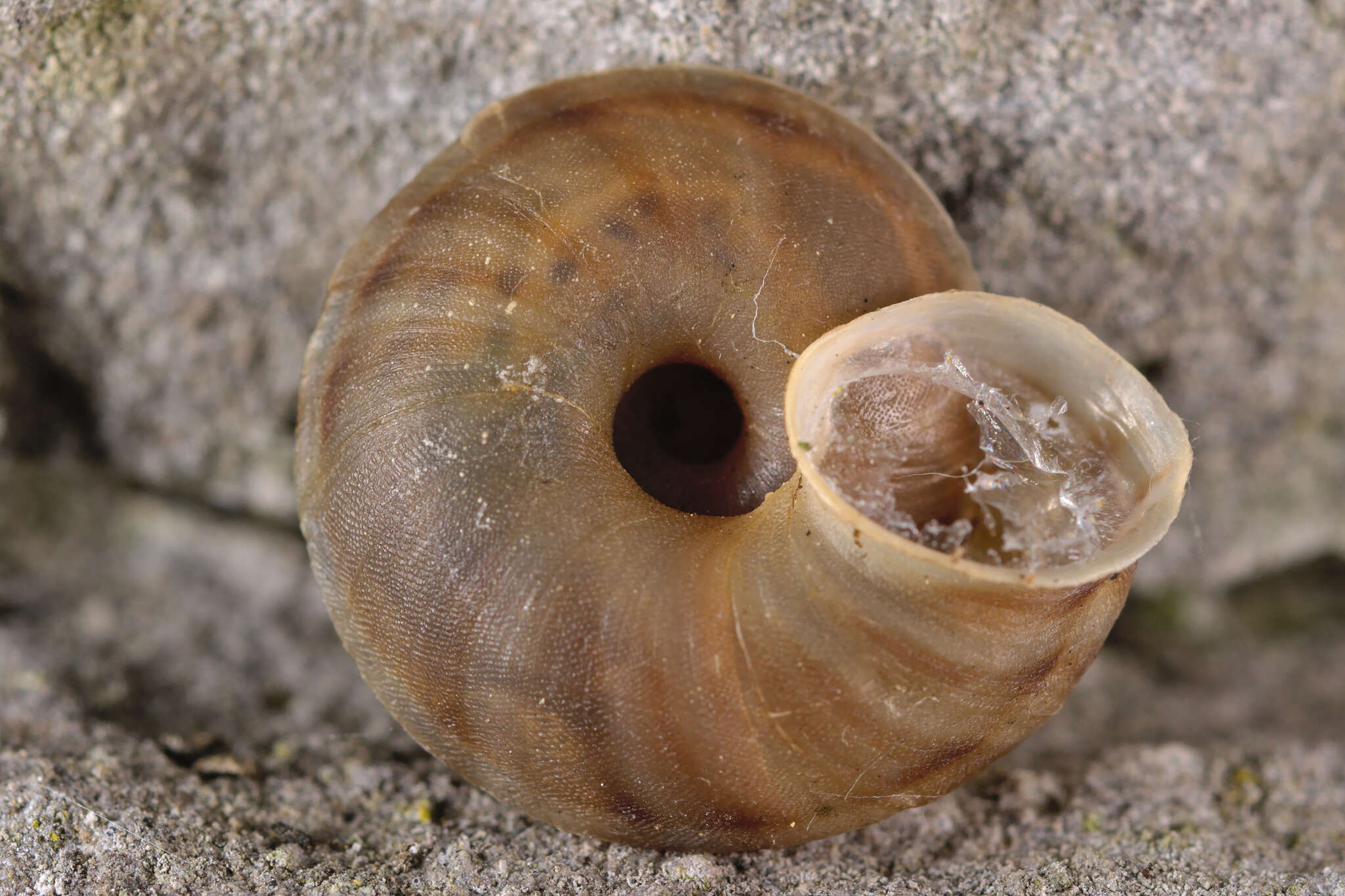 Image de Helicigona lapicida (Linnaeus 1758)